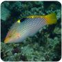 Checkerboard wrasse