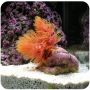 Coco Worm Orange 