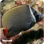 Collare Butterfly (Chaetodon collare)