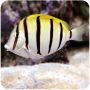 Convict Tang (Achanthurus triotegus)