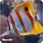 Cooperband Butterfly (Chelmon rostratus)