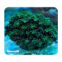 Giesemann HQI 400W 14.500K (Coral)