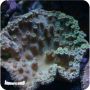 Cup Coral Turbinaria (Turbinaria sp.)