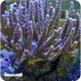 Devil's Hand Leather Coral ( Lobophytum sp.)