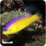 Pseudocromis Diadema (Pseudochromis Diadema)