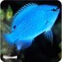 Bluedevil Damsel (Chrysiptera cyanea)