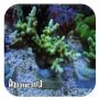 Acropora Austera Banana (Acropora sp.)