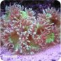 Elegance Coral (Catalaphyllia jardinei)