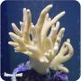 Finger Leather (Sinularia sp.) MD