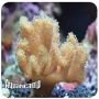 Finger Leather (Sinularia spp.) 