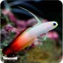 Fire Fish (Nemateleotris magnifica)
