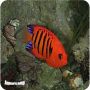 Flame Angel (Centropyge loriculus)