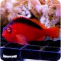 Flame Hawkfish (Neocirrhitus armatus)