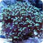 Frogspawn Green (Euphyllia paradivisa)