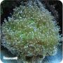Frogspawn Coral (Euphyllia paradivisa)
