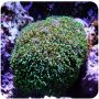 Green Galáxea Coral Green (Galaxea astreata)