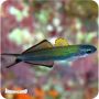 Scissortail Goby (Ptereleotris evides)
