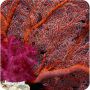 Gorgonia (Acalycigorgia sp.)