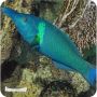 Wrasse Green Bird MD (Gomphosus varius)