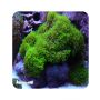 Green Star Polyps (Briareum sp.) 