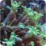 Glove Polyps Grenn (Clavularia sp.)