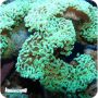 Hammer Green Coral Wall ( Euphyllia ancora )