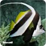 Heniochus Black White (Heniochus acuminatus)