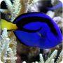 Hepathus MD (Paracanthurus Hepatus)