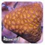 Leptastrea Laranja (Leptastrea sp.) 