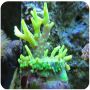 Acropora Lokani Banana