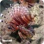 Lion Dwarf Zebra (Dendrochirus zebra)