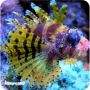 Lion Dwarf Fuzzy (Dendrochirus brachypterus)