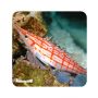 Hawkfish Longnose (Oxycirrhites typus) 