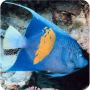Maculosos Angel Fish 