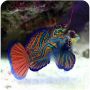 Mandarin Red / Green