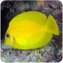 Tang Yellow Mimic (Acanthurus pyroferus)