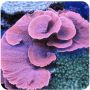 Montipora Capricornio PQ