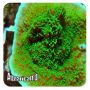 Montipora Red Pepper (Montipora capricornis) 