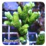 Montipora Green (Montipora digitata) 