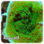 Montipora Red Pepper (Montipora capricornis) 