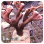 Montipora Velvet Red (Montipora digitata)
