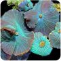 Mushroom Striped (Actinodiscus sp.) 