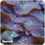 Mushroom Brown (Actinodiscus sp.) 