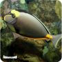 Naso Tang (Naso lituratus)