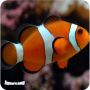 Clown Percula Ocellaris (Amphiprion Ocellaris)