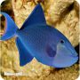 Odonus Niger Trigger MD (Odonus niger)