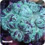 Green Open Brain Coral Metalic (Trachyphyllia radiata)
