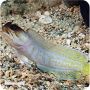 Gobie Jaw Fish Black Cap ( Opistognathus randalli )