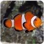 Palhaço Ocellaris (Amphiprion ocellaris) MD