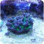 Pectinia Green